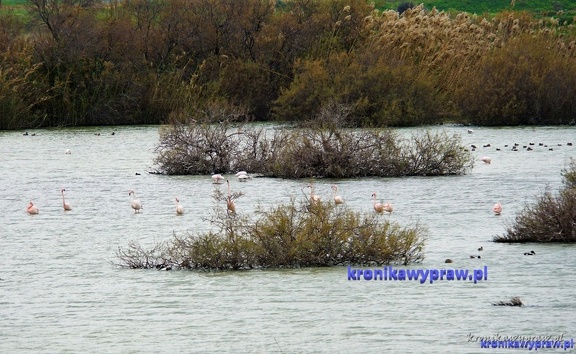 D9 Oroklini Lake 0010